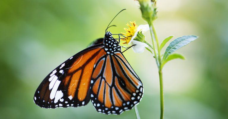 About Conscious Living - butterfly on flower