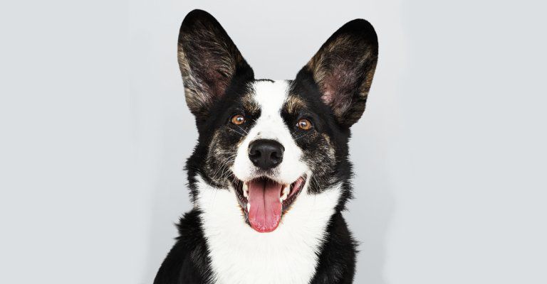 about conscious living - happy dog