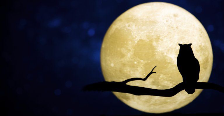About Conscious Living -owl moon silouette